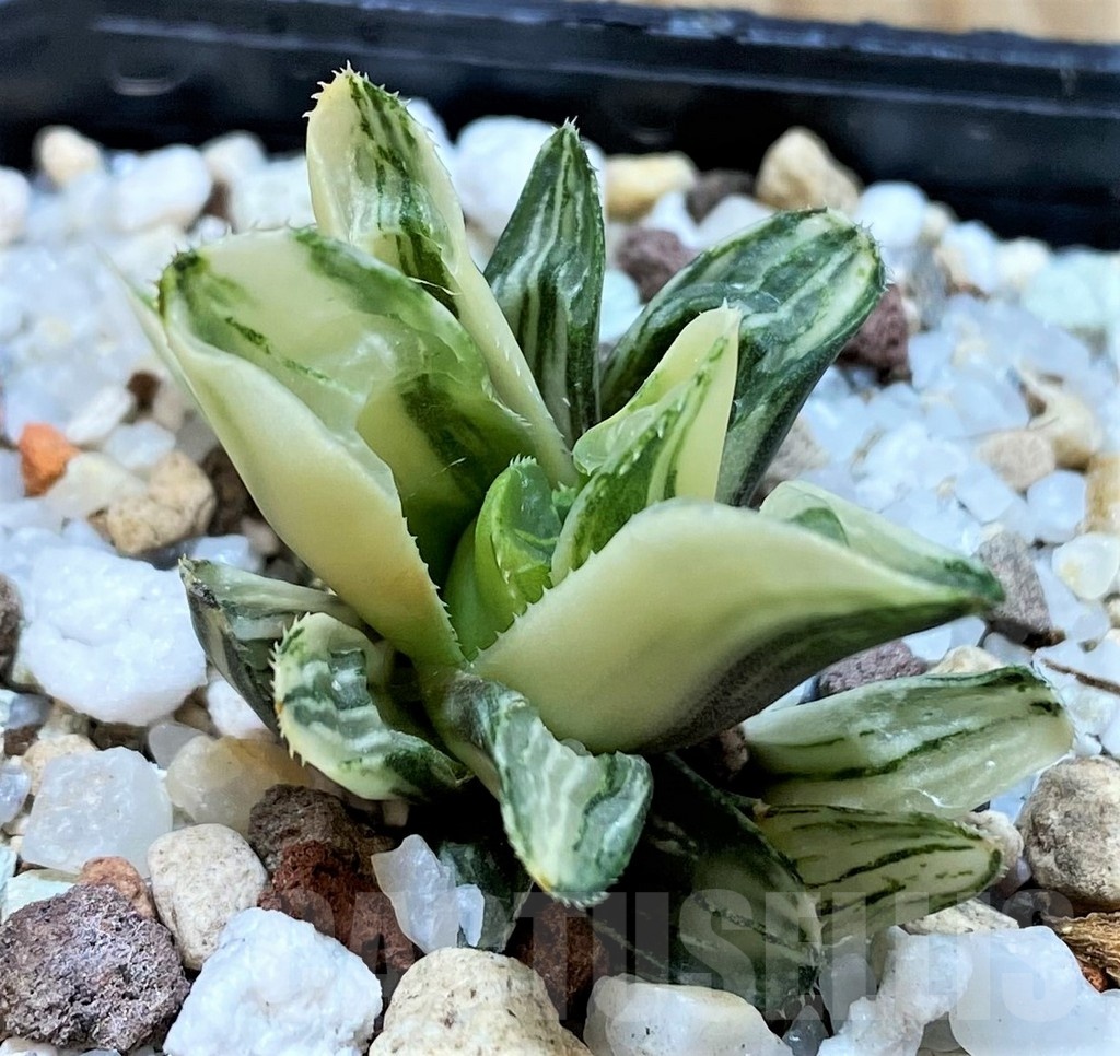 SH23045 Haworthia retusa f. variegata - Image 2