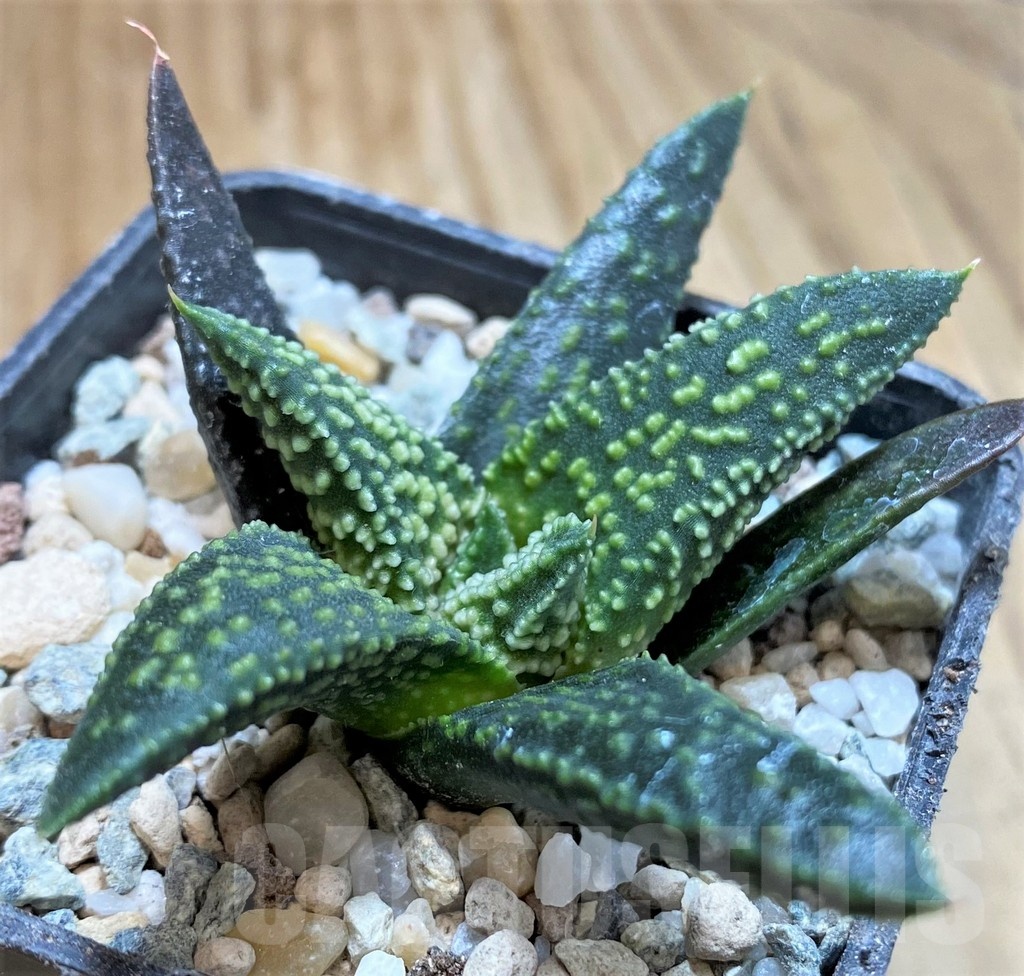 SH23060 Haworthia 'Kintaikyo' x pumila 'Donut' - Image 2