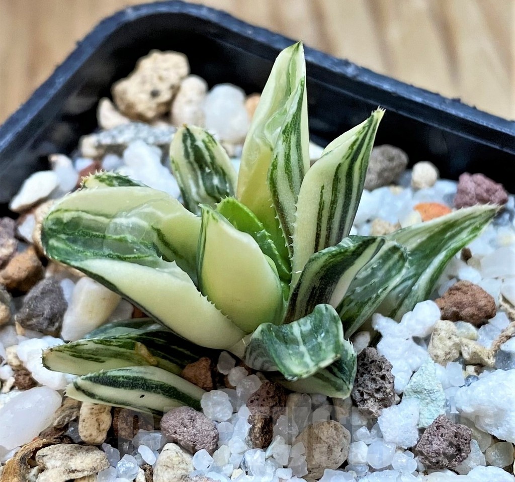 SH23045 Haworthia retusa f. variegata