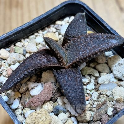 SH23066 Haworthia koelmaniorum, seedling