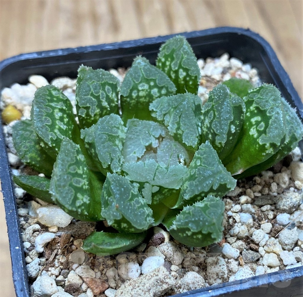 SH23071 Haworthia 'Gorbi' hybrid F2