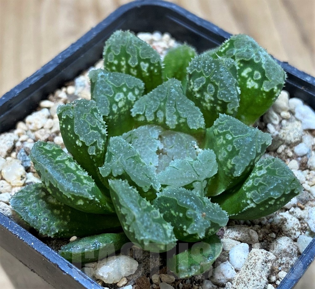 SH23071 Haworthia 'Gorbi' hybrid F2 - Image 2