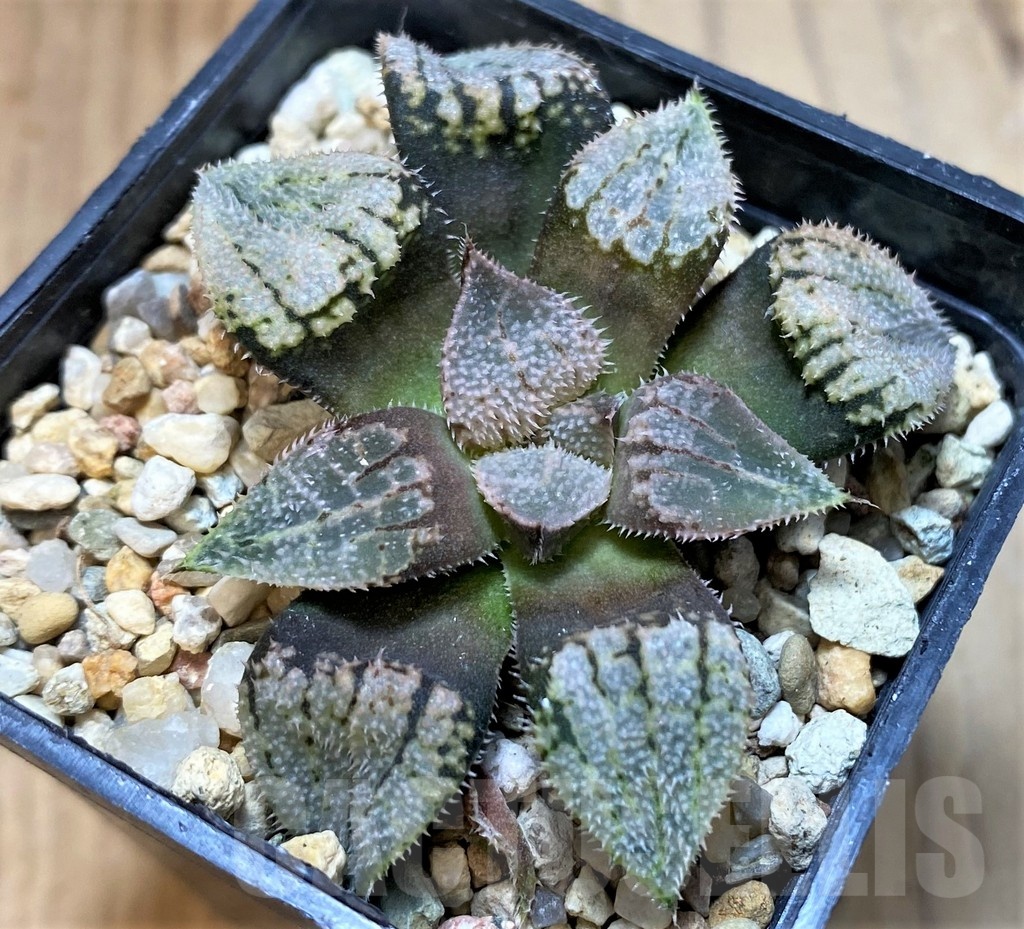 SH23074 Haworthia splendens 'Nautilus' - Image 2
