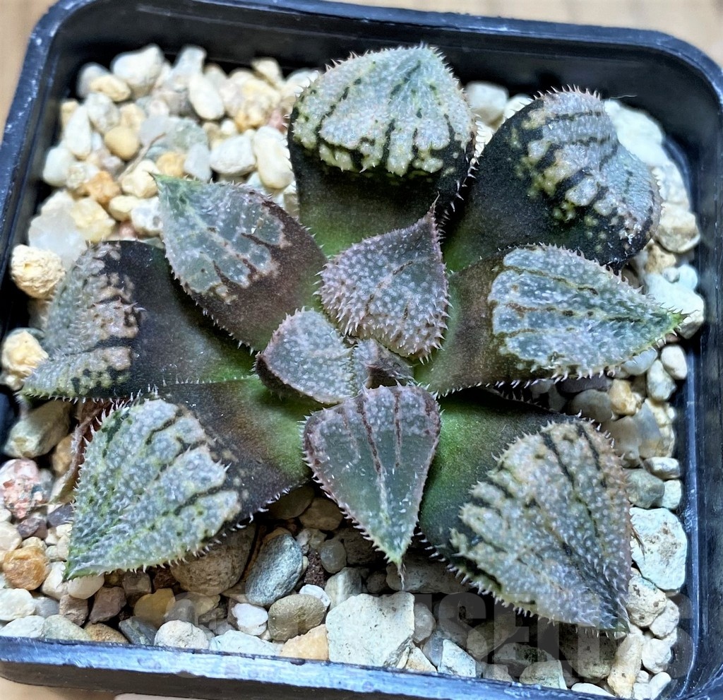 SH23074 Haworthia splendens 'Nautilus'