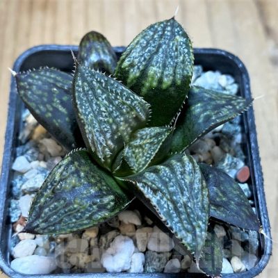 SH23075 Haworthia splendens hybrid