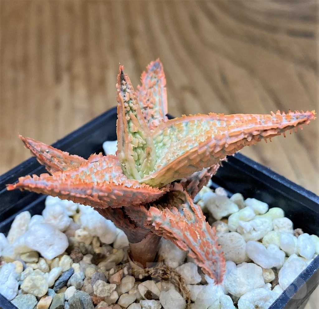SH23124 Aloe TCT hybrid - Image 2