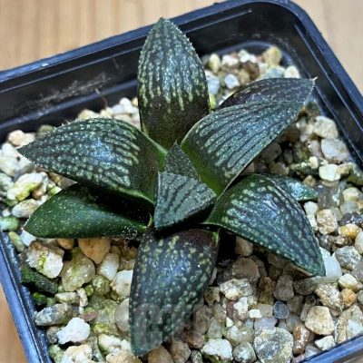 SH23156 Haworthia 'Kuroshima Dekenahii'