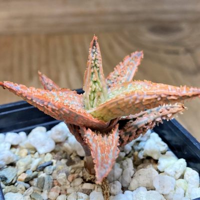 SH23124 Aloe TCT hybrid