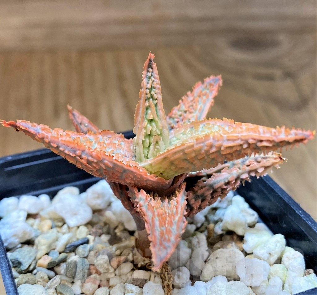 SH23124 Aloe TCT hybrid