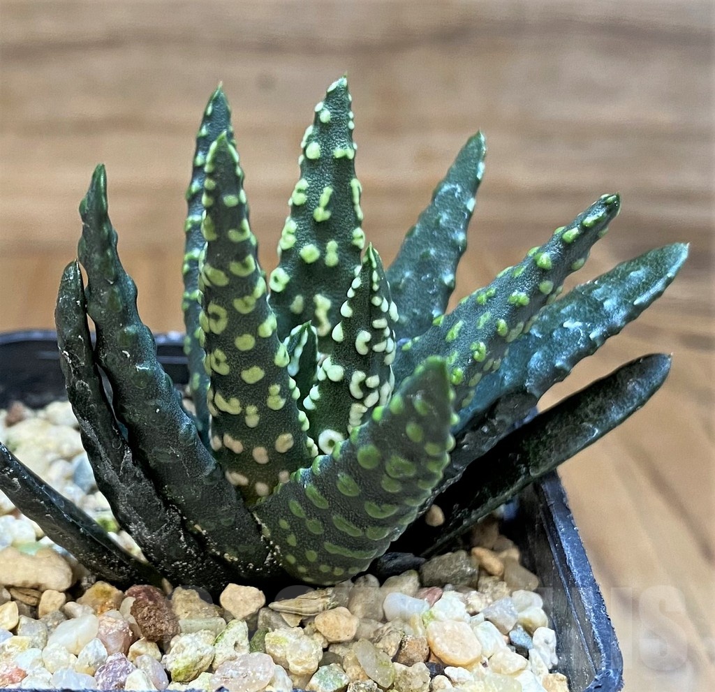 SH23159 Haworthia pumila 'Donut' - Image 2