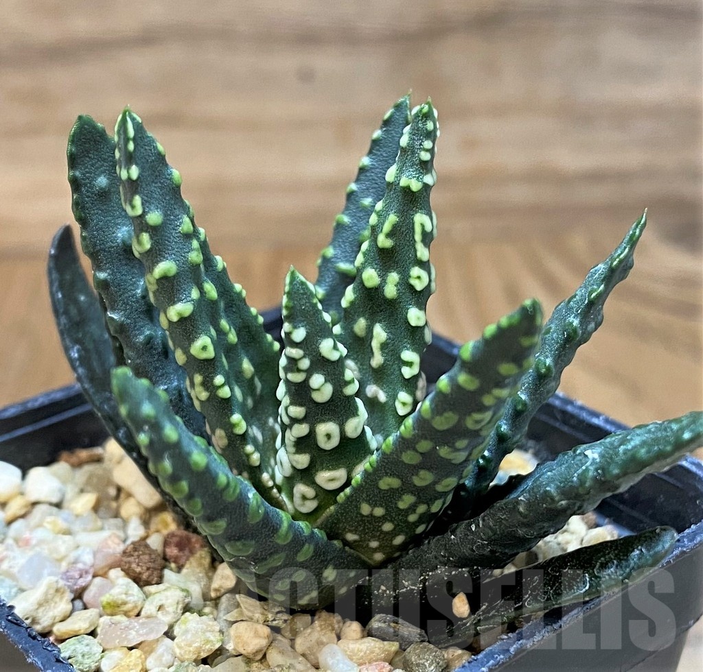 SH23159 Haworthia pumila 'Donut'