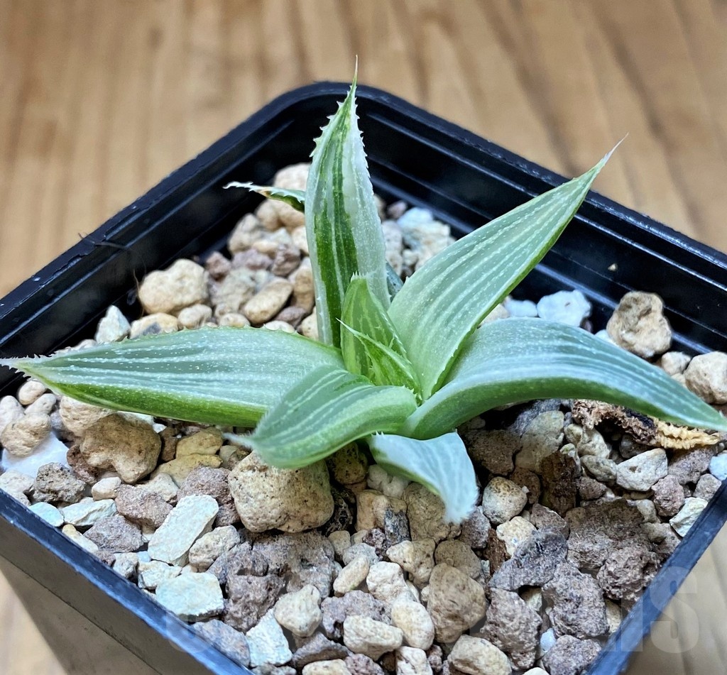 SH23161 Haworthia 'Grey Ghost'