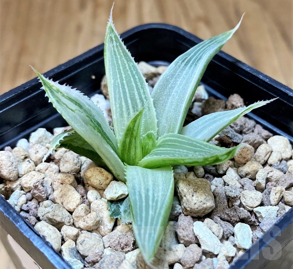 SH23161 Haworthia 'Grey Ghost' - Image 2