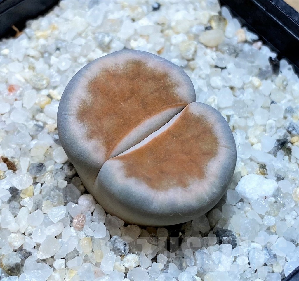 SH23165 Lithops karasmontana 'Lateritia'