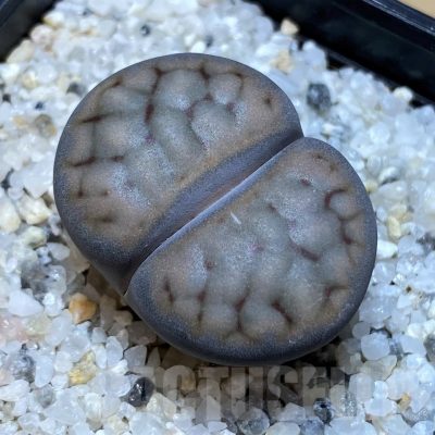 SH23171 Lithops schwantesii v. urikosensis C083