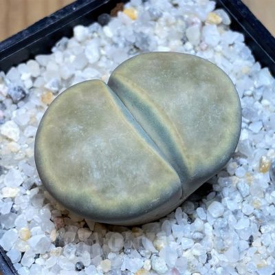 SH23172 Lithops karasmontana v. opalina