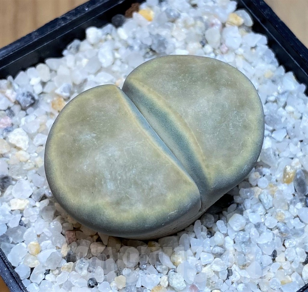 SH23172 Lithops karasmontana v. opalina