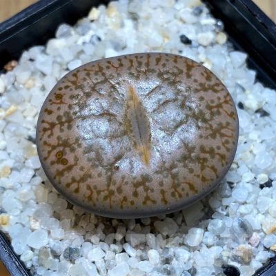 SH23173 Lithops pseudotruncatella