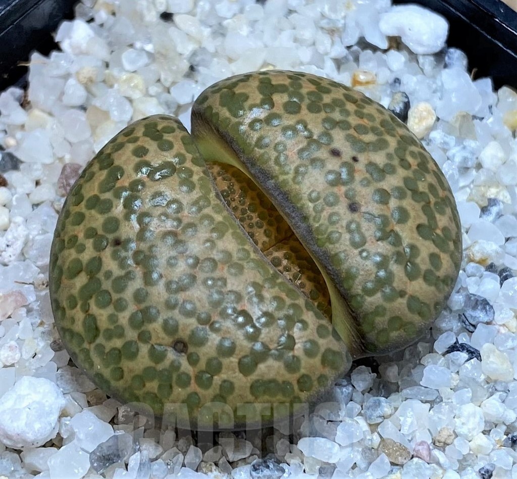 SH23174 Lithops fulviceps C284