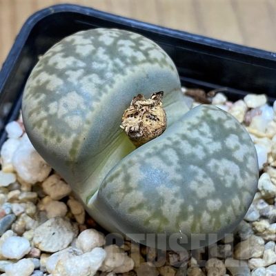 SH23177 Lithops gesinae
