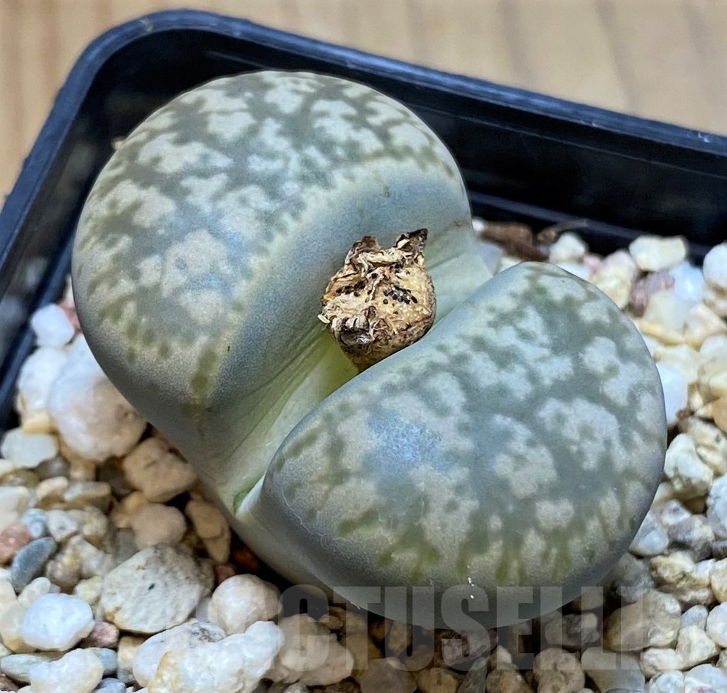 SH23177 Lithops gesinae