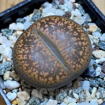 SH23179 Lithops aucampiae