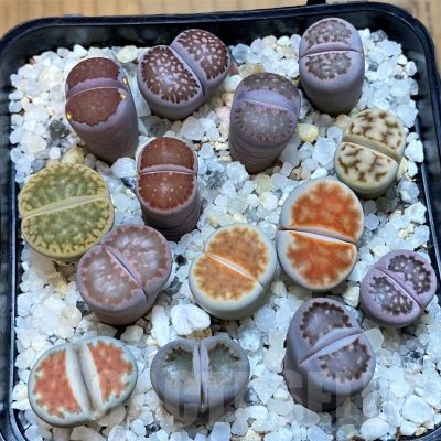 SH23188 Lithops mix