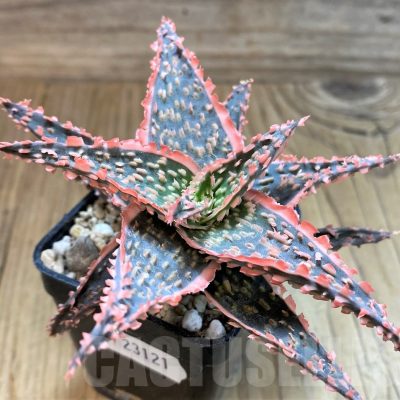 SH23121 Aloe TCT hybrid