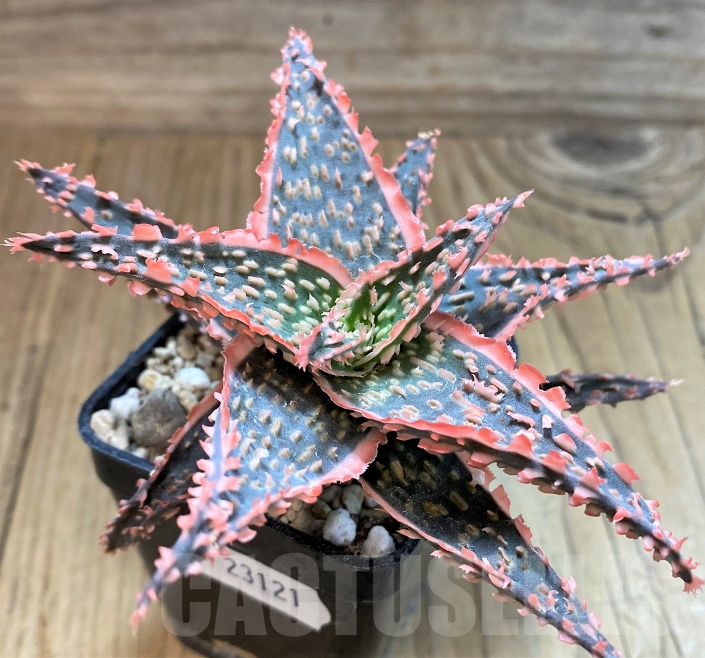 SH23121 Aloe TCT hybrid