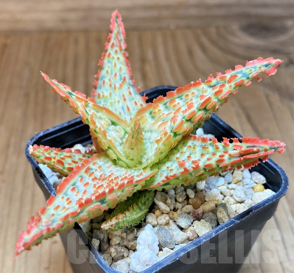 SH23129 Aloe TCT hybrid
