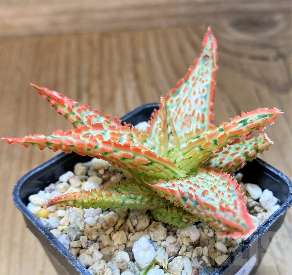 SH23129 Aloe TCT hybrid - Image 2