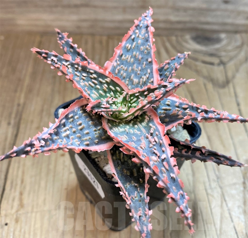 SH23121 Aloe TCT hybrid - Image 2
