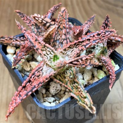 SH23132 Aloe TCT hybrid