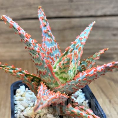 SH23136 Aloe TCT hybrid