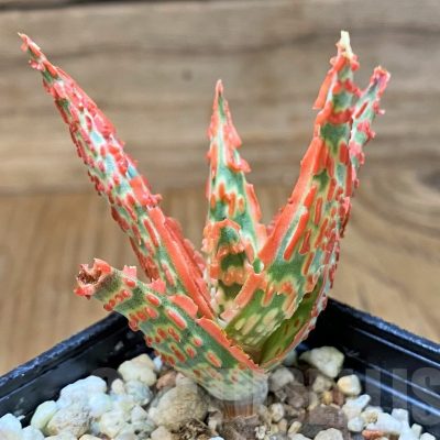 SH23137 Aloe TCT hybrid