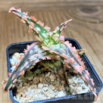 SH23141 Aloe TCT hybrid