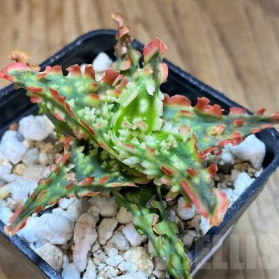 SH23144 Aloe TCT hybrid