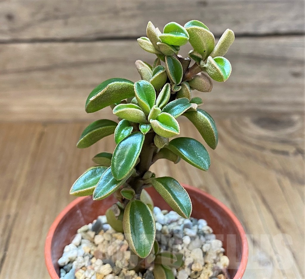 SH23149 Peperomia sp. - Image 2