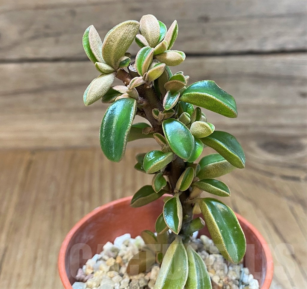 SH23149 Peperomia sp.