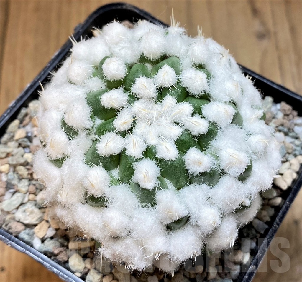 SH23348 Mammillaria bucareliensis 'Erusamu'