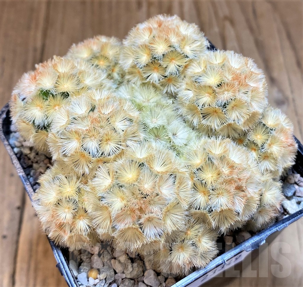 SH23349 Mammillaria carmenae 'Buddha' hybrid