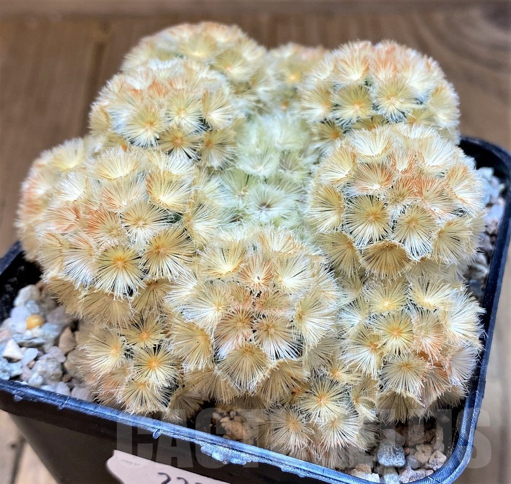 SH23349 Mammillaria carmenae 'Buddha' hybrid - Image 2