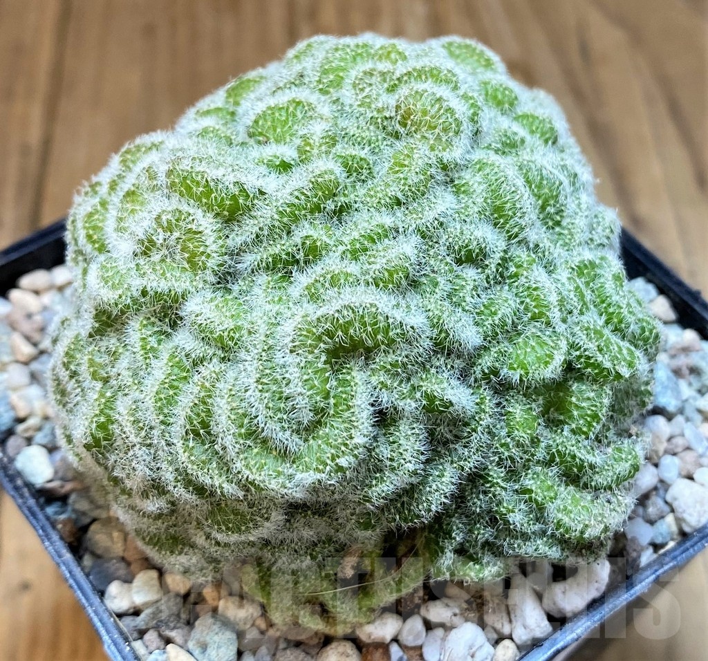 SH23350 Mammillaria geminispina f. cristata