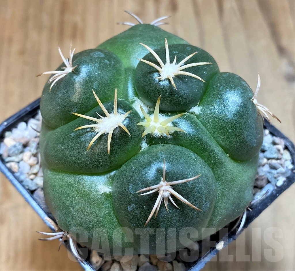 SH23351 Coryphantha bumamma 'Green'