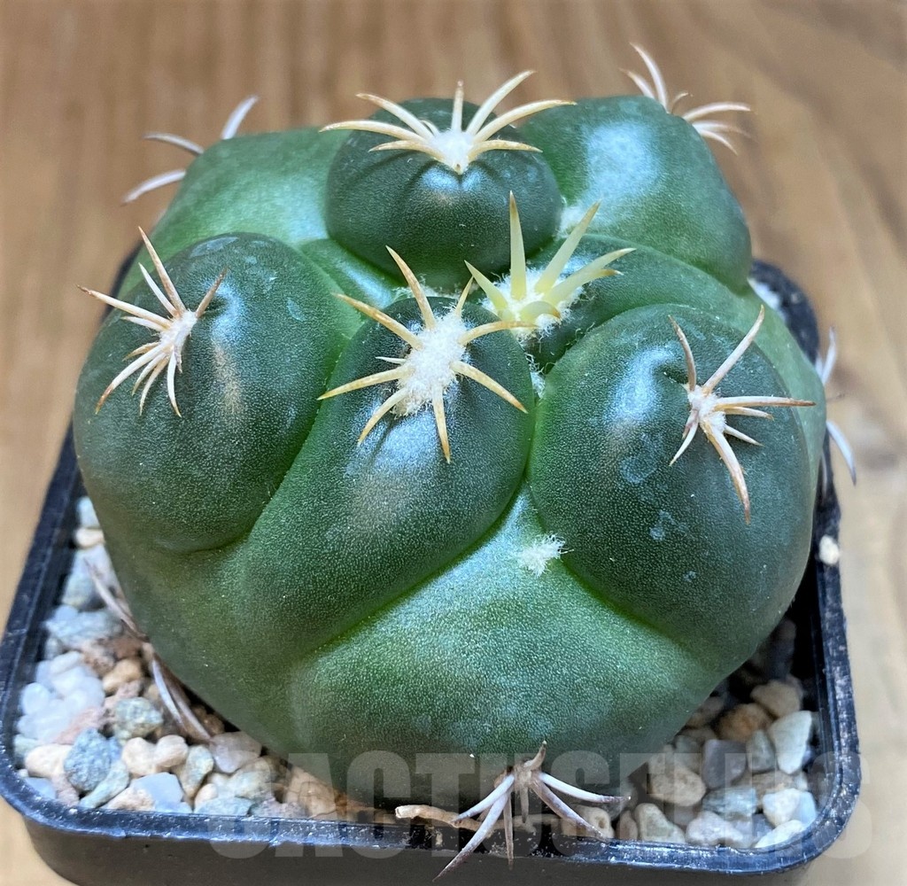 SH23351 Coryphantha bumamma 'Green' - Image 2