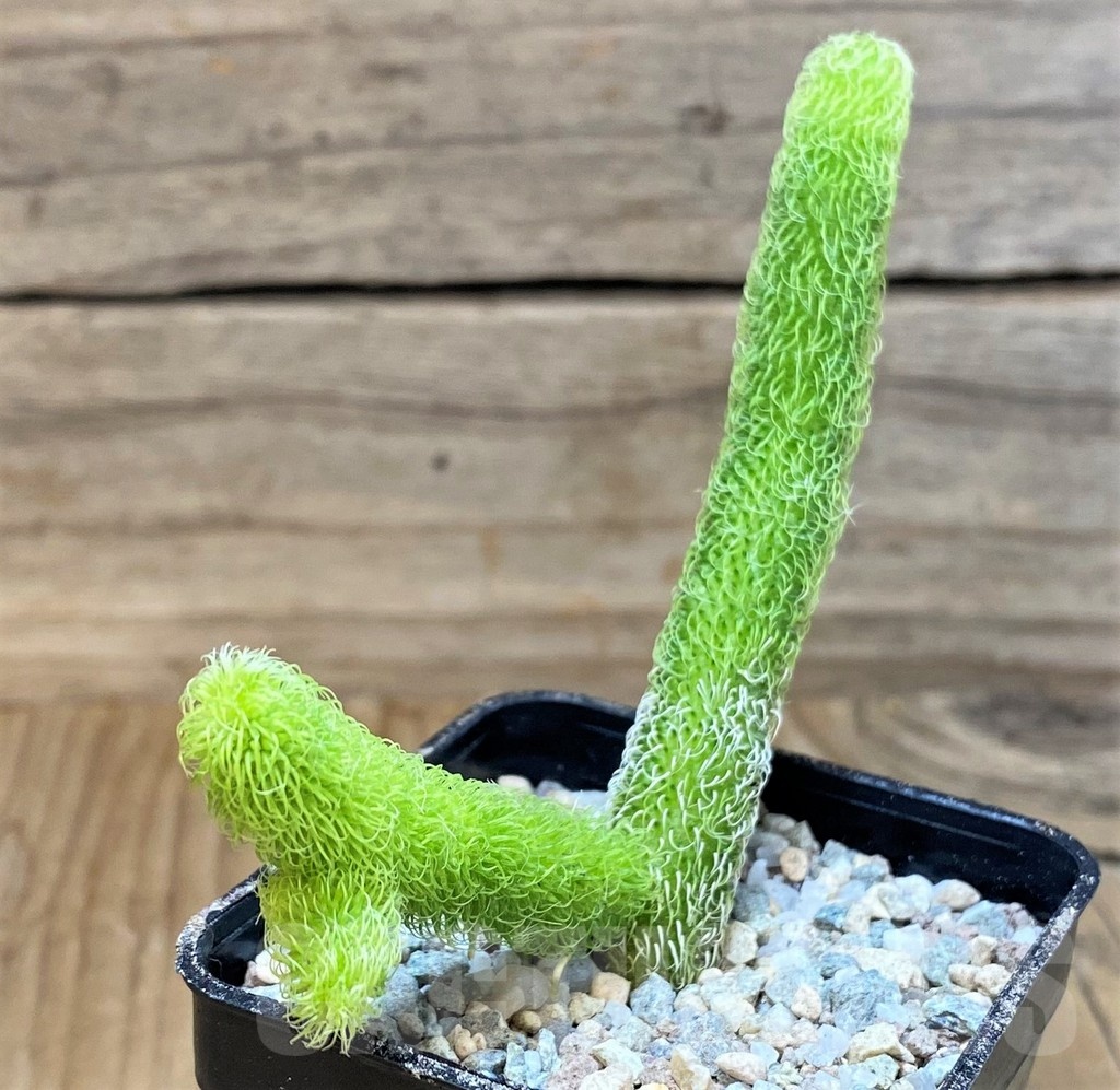 SH23317 Stapelianthus pilosus