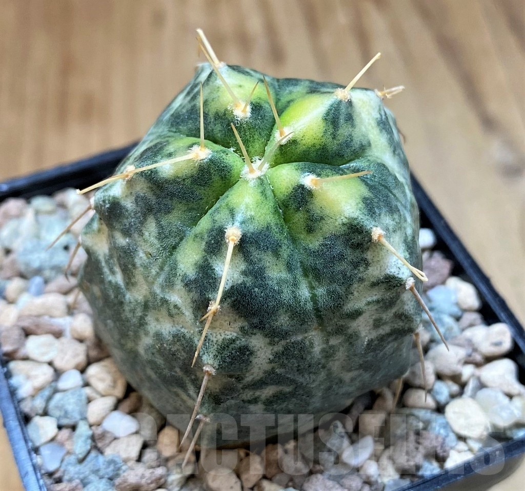 SH23352 Echinocereus knippelianus f. variegata - Image 2