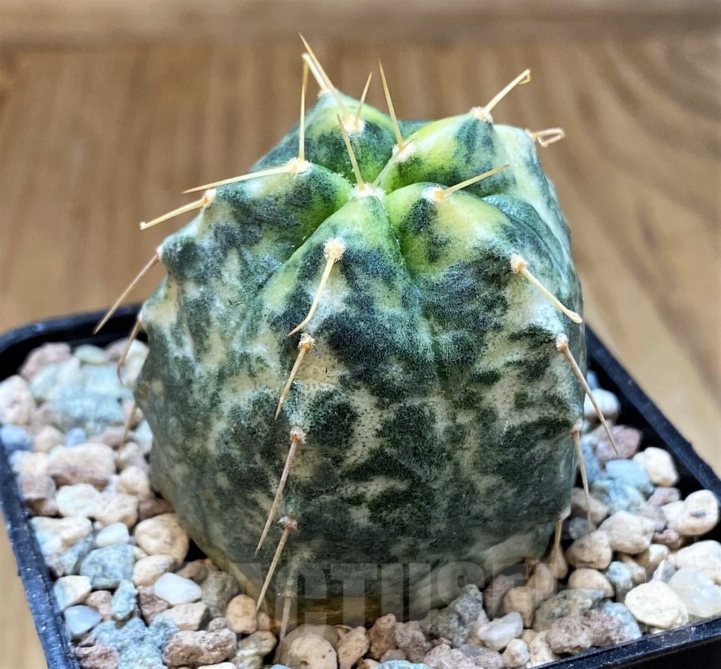 SH23352 Echinocereus knippelianus f. variegata