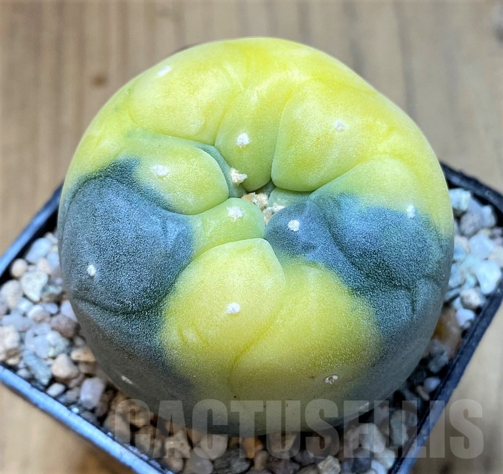 SH23354 Anhalonium frichii f. variegata