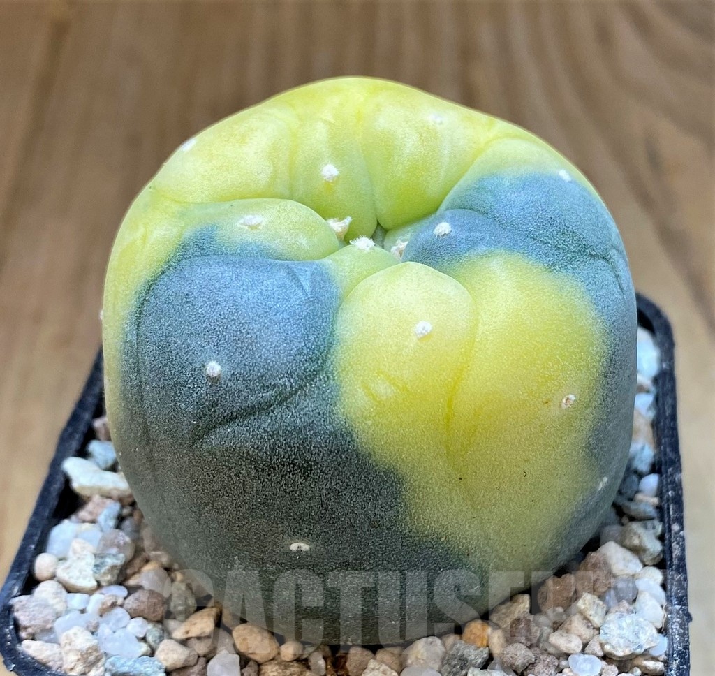 SH23354 Anhalonium frichii f. variegata - Image 2